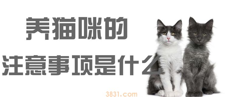 养猫咪的注意事项是什么(图1)