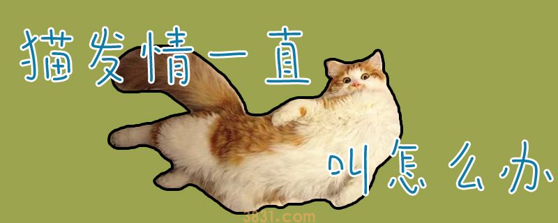 猫发情一直叫怎么办(图1)