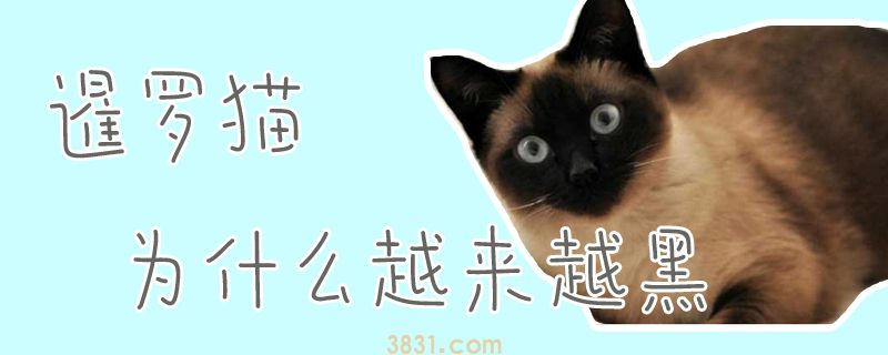 暹罗猫为什么越来越黑(图1)