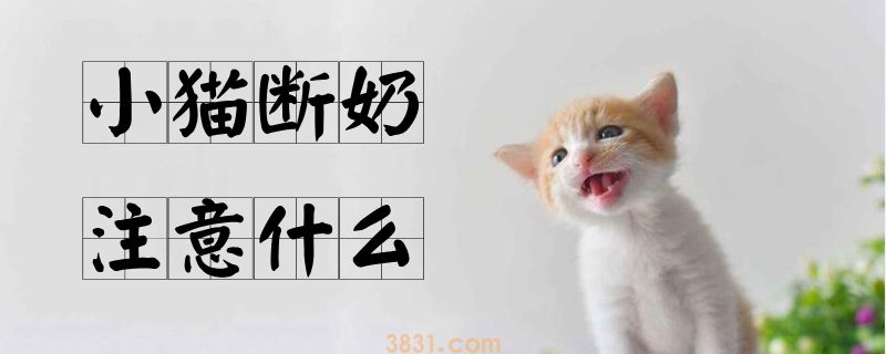 小猫断奶注意什么(图1)