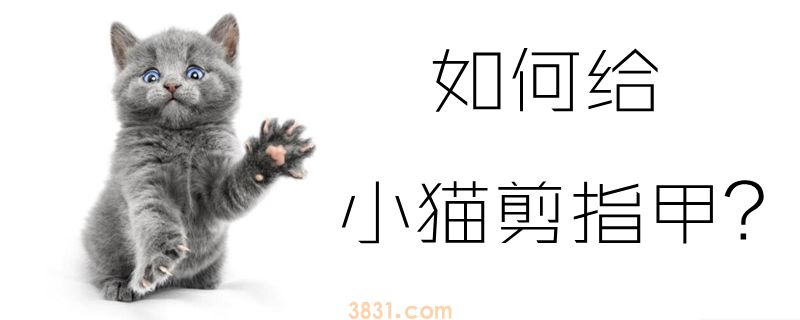 如何给小猫剪指甲(图1)