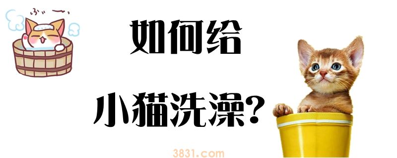 如何给小猫洗澡(图1)