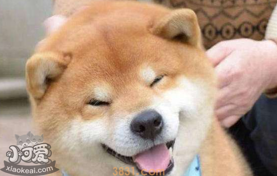 秋田犬和柴犬的区别 你知道怎么区分它们吗(图1)