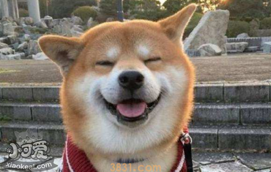 秋田犬和柴犬的区别 你知道怎么区分它们吗(图2)
