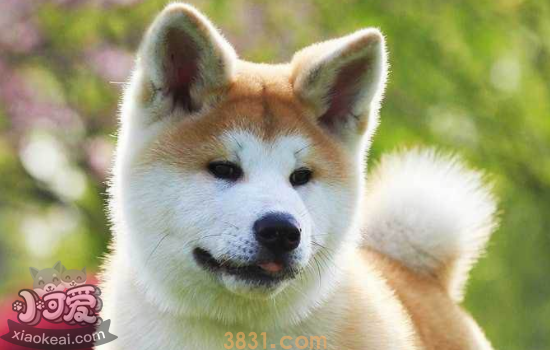 秋田犬的性格 你喜欢秋田犬吗(图1)