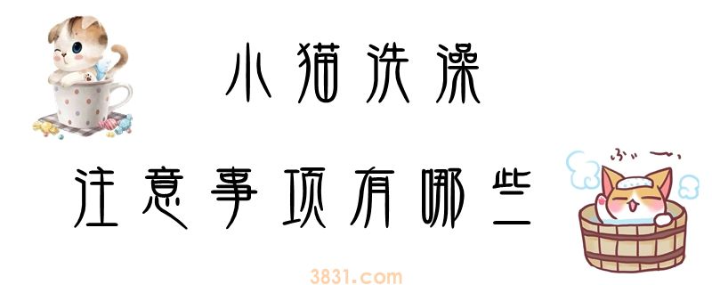 小猫洗澡注意事项有哪些(图1)