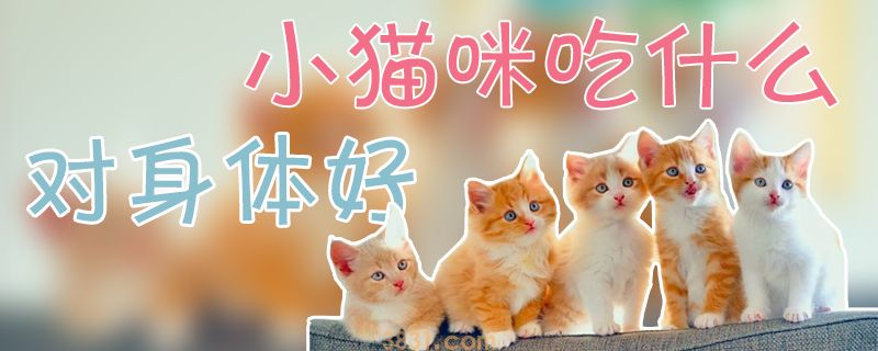 小猫咪吃什么对身体好(图1)