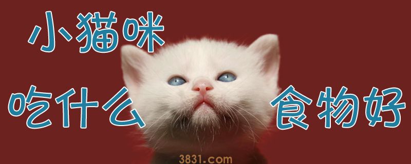 小猫咪吃什么食物好(图1)