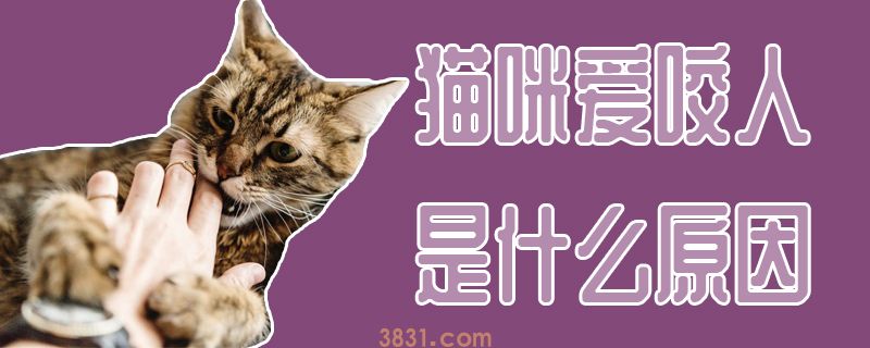 猫咪爱咬人是什么原因(图1)