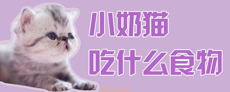 小奶猫吃什么食物(图1)