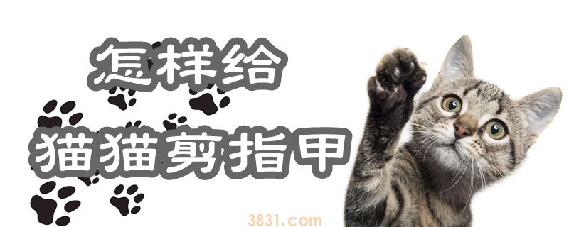 怎样给猫猫剪指甲(图1)