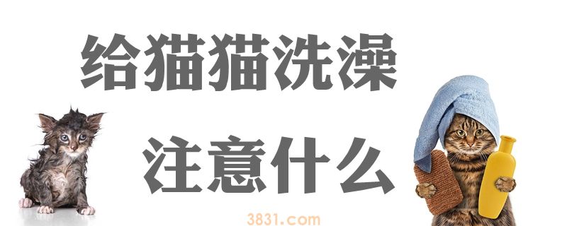 给猫猫洗澡注意什么(图1)