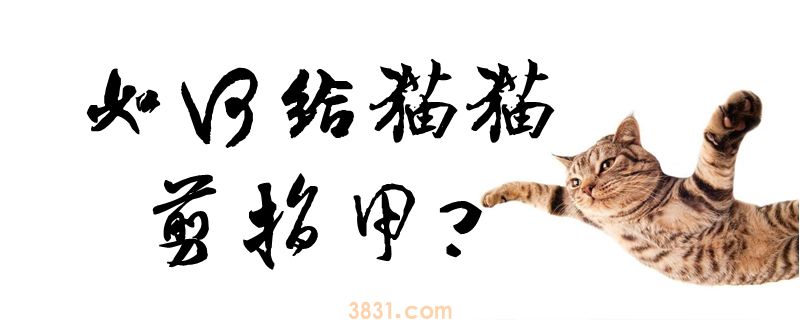 如何给猫猫剪指甲(图1)