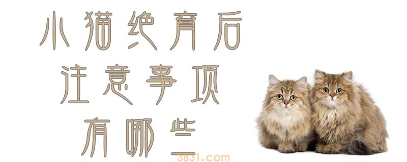 小猫绝育后注意事项有哪些(图1)