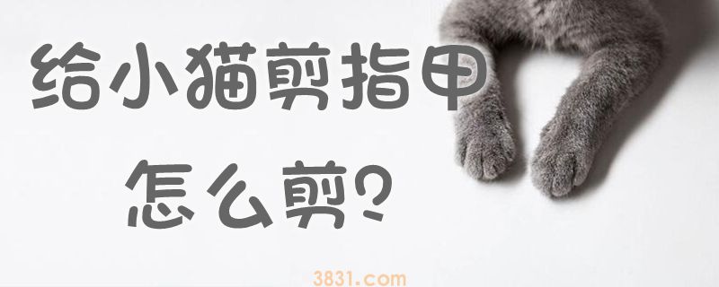 给小猫剪指甲怎么剪(图1)