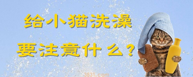 给小猫洗澡要注意什么(图1)