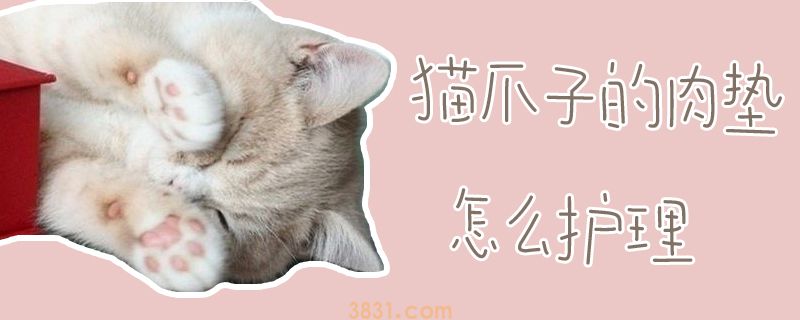 猫爪子的肉垫怎么护理(图1)
