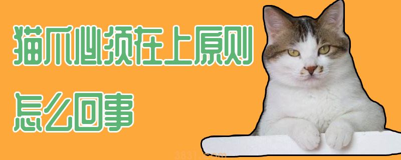 猫爪必须在上原则怎么回事(图1)