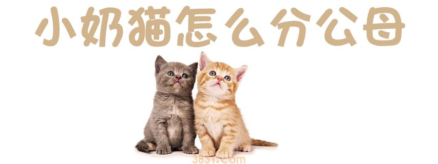 小奶猫怎么分公母(图1)