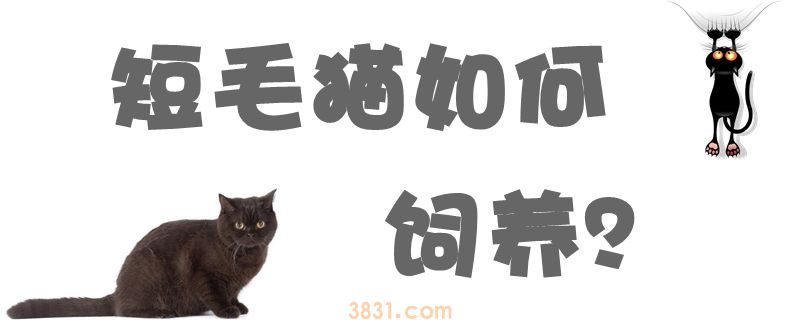 短毛猫如何饲养(图1)