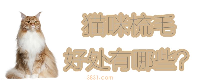 猫咪梳毛的好处有哪些(图1)