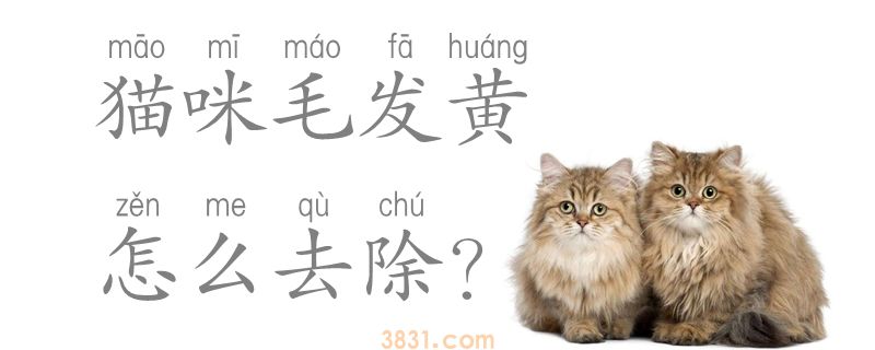 猫咪毛发黄怎么去除(图1)