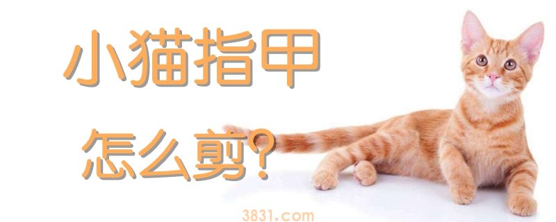 小猫指甲怎么剪(图1)