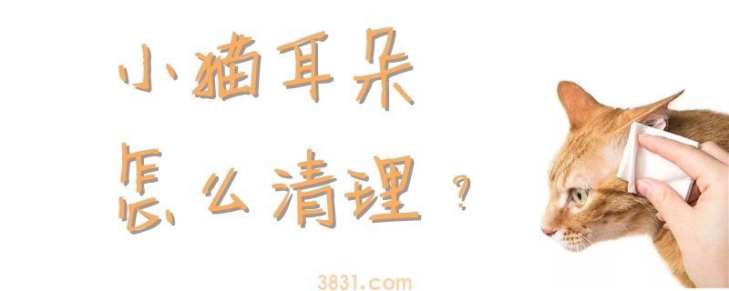 小猫耳朵怎么清理(图1)