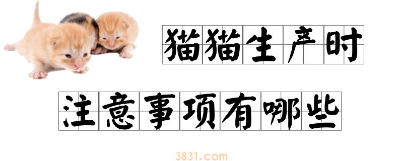 猫猫生产时注意事项有哪些(图1)