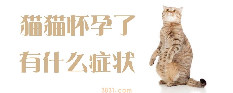 猫猫怀孕了有什么症状(图1)