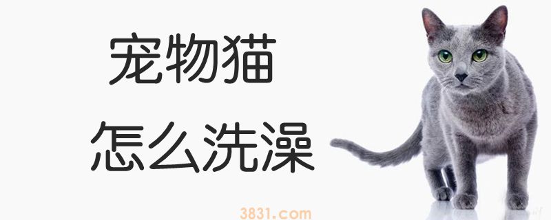 宠物猫怎么洗澡(图1)