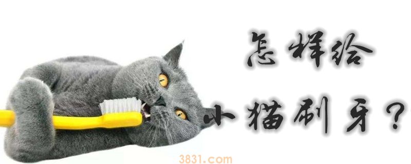 怎样给小猫刷牙(图1)