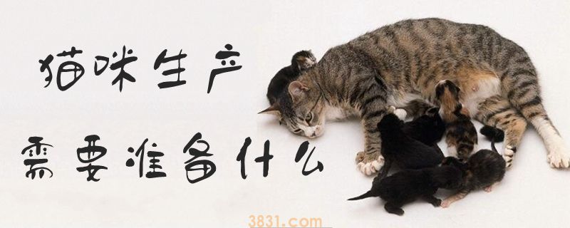 猫咪生产需要准备什么(图1)