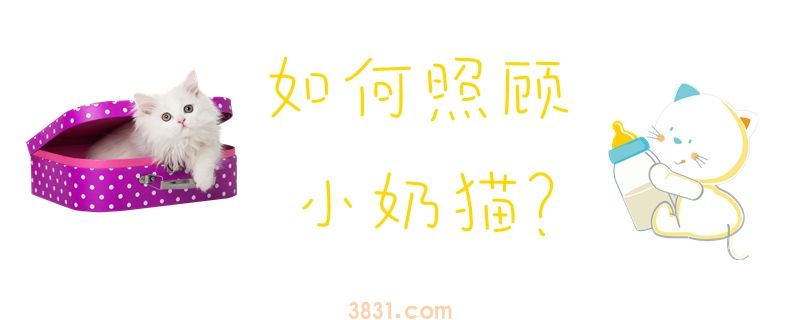 如何照顾小奶猫(图1)