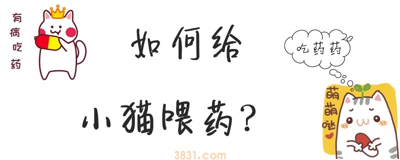 如何给小猫喂药(图1)