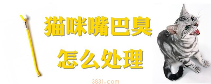 猫咪嘴巴臭怎么处理(图1)