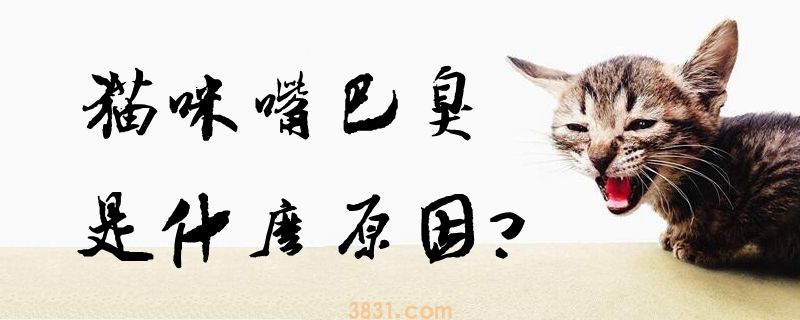 猫咪嘴巴臭是什么原因(图1)