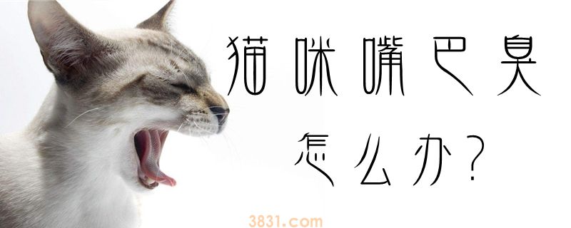 猫咪嘴巴臭怎么办(图1)