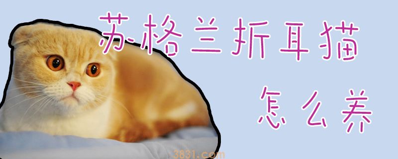 苏格兰折耳猫怎么养(图1)