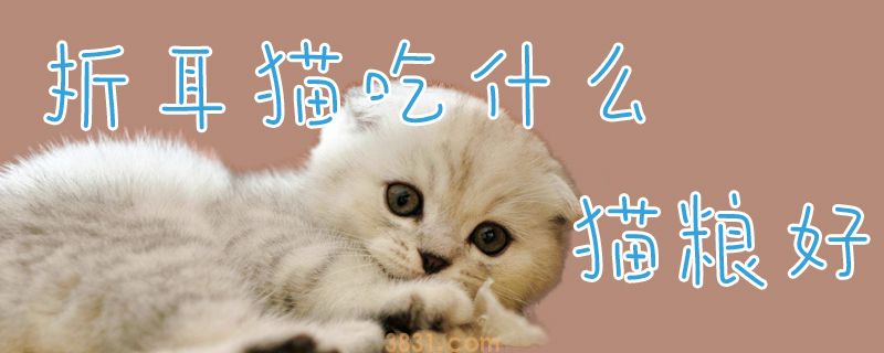 折耳猫吃什么猫粮好(图1)