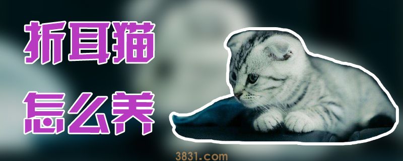 折耳猫怎么养(图1)