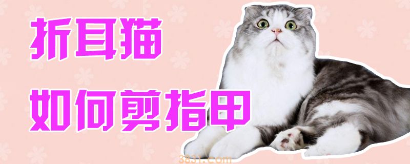 折耳猫如何剪指甲(图1)