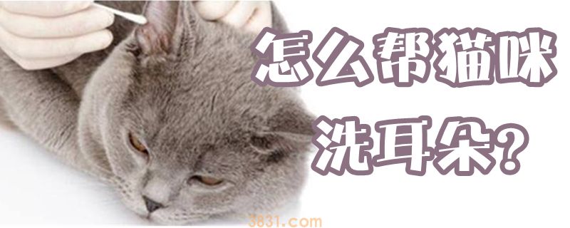 怎么帮猫咪洗耳朵(图1)