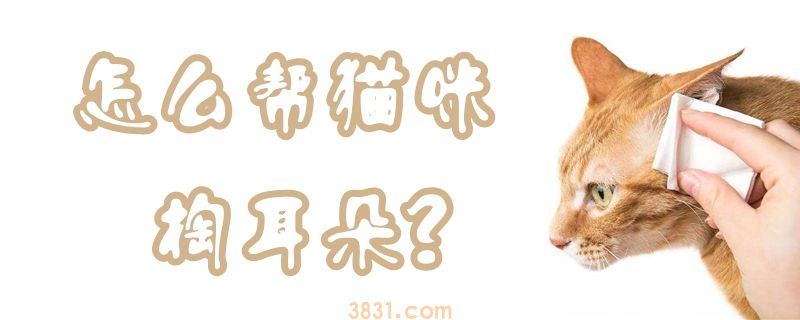 怎么帮猫咪掏耳朵(图1)