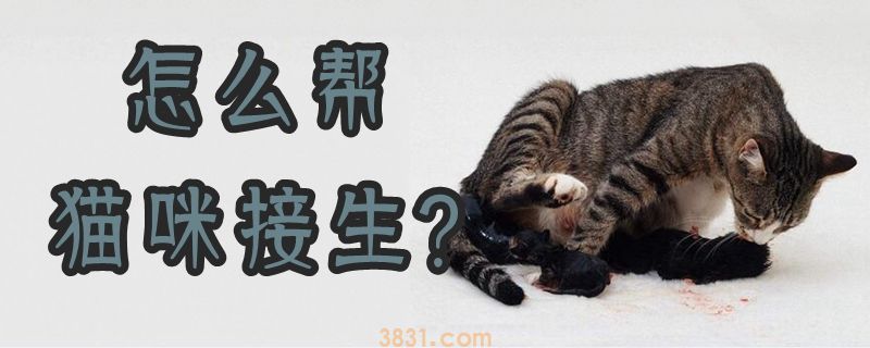 怎么帮猫咪接生(图1)