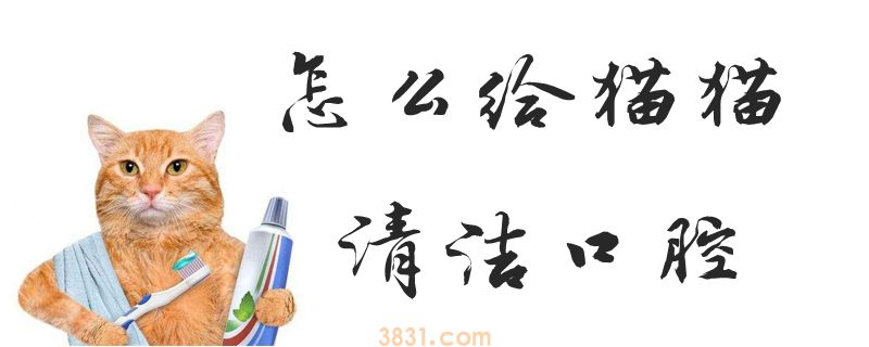 怎么给猫猫清洁口腔(图1)