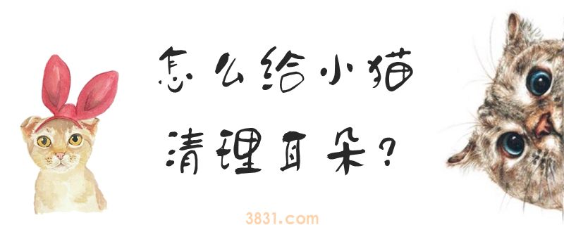 怎么给小猫清理耳朵(图1)