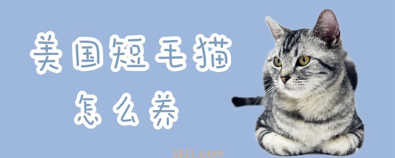 美国短毛猫怎么养(图1)