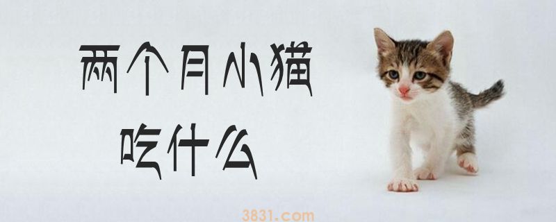 两个月小猫吃什么(图1)