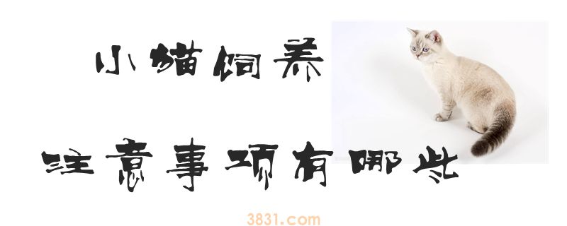 小猫饲养注意事项有哪些(图1)